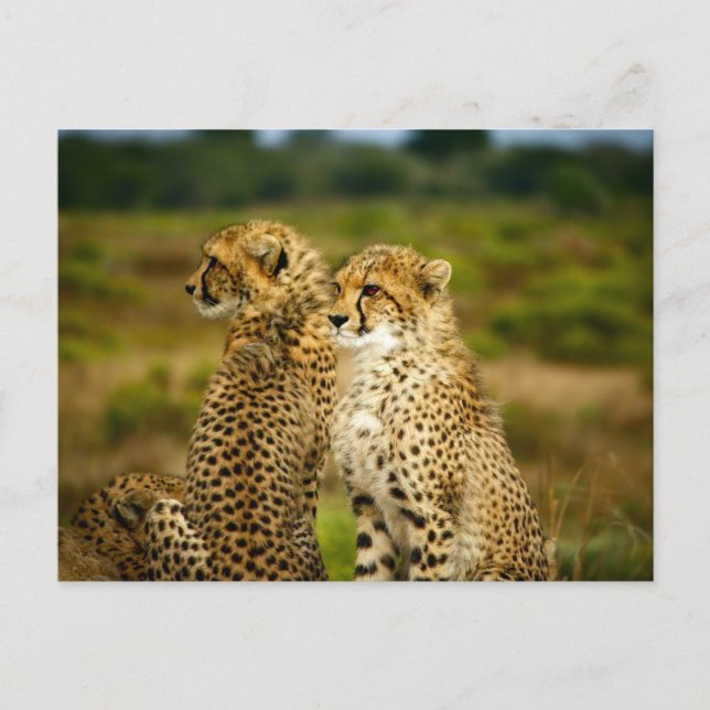 Cheetahs (Acinonyx Jubatus) Fotografie Postkarte (Vorderseite)