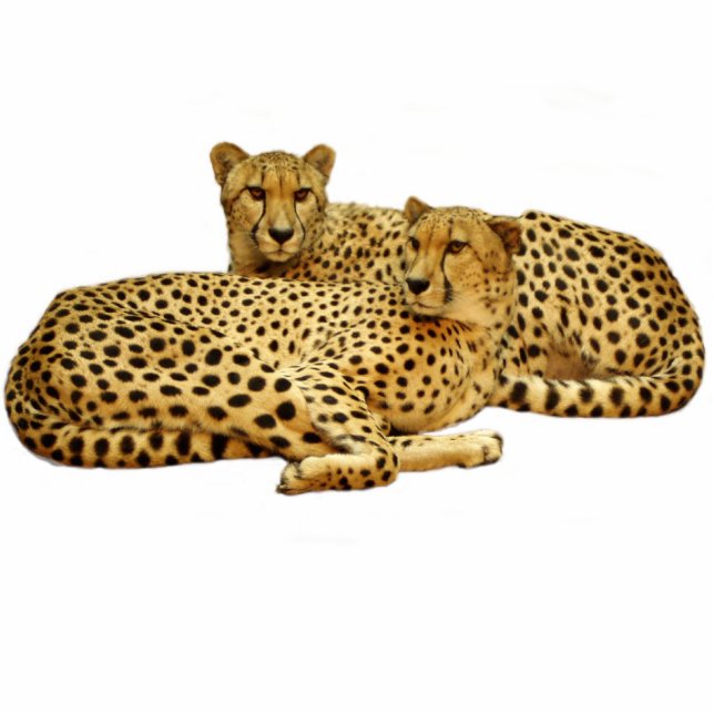 Cheetahs Fotoskulptur Magnet (Vorne)