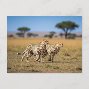 Cheetahs im Serengeti-Nationalpark Tansania Postkarte
