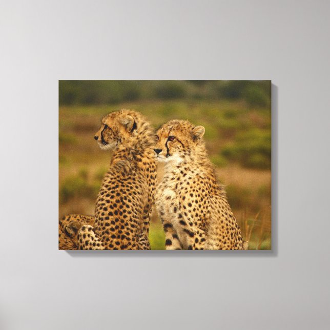 Cheetahs Leinwanddruck (Vorderseite)