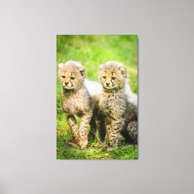 Cheetahs Leinwanddruck (Vorderseite)