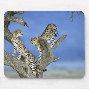 Cheetahs Mousepad
