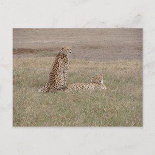 Cheetahs-Ngorongoro-Krater Postkarte