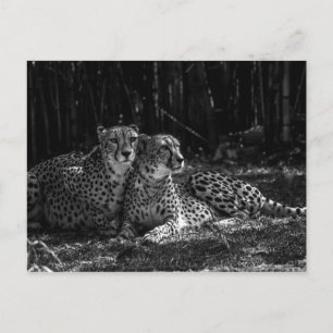 Cheetahs Postcard Postkarte