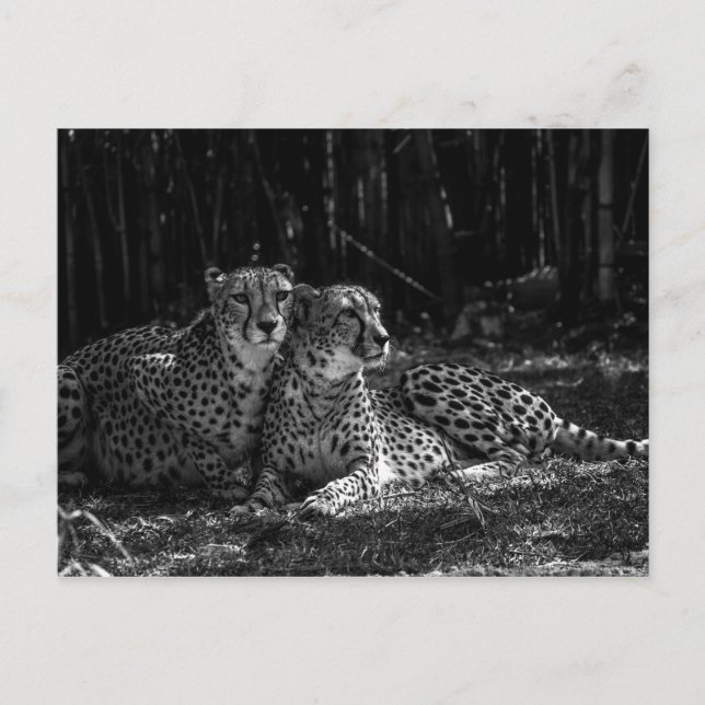Cheetahs Postcard Postkarte (Vorderseite)
