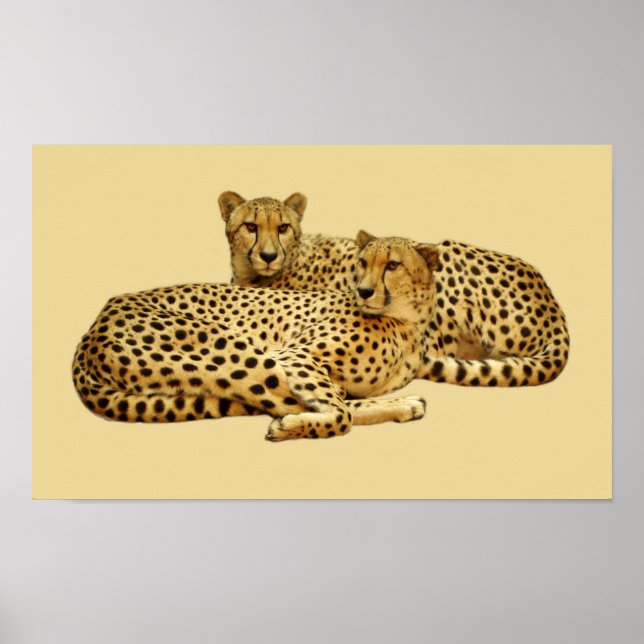 Cheetahs Poster (Vorne)