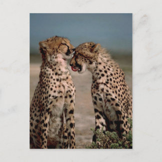 Cheetahs Postkarte