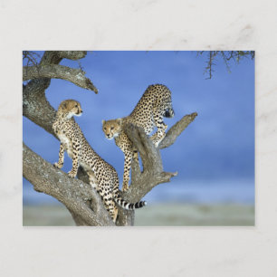 Cheetahs Postkarte