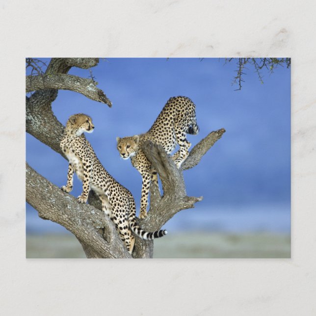 Cheetahs Postkarte (Vorderseite)