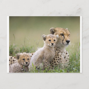 Cheetahs Prospering Postkarte
