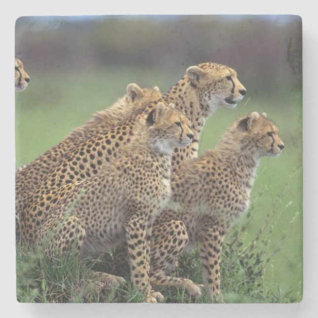 Cheetahs Stone Untersetzer (Vorderseite)