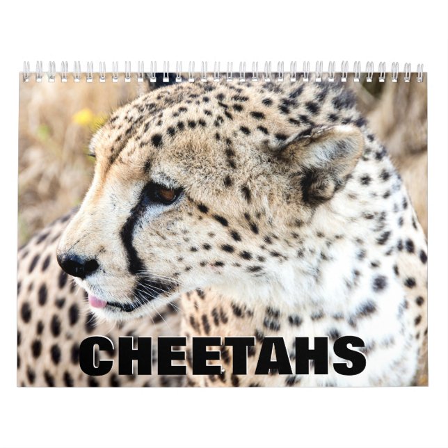 Cheetahs Wall Calendar Kalender (Titelbild)