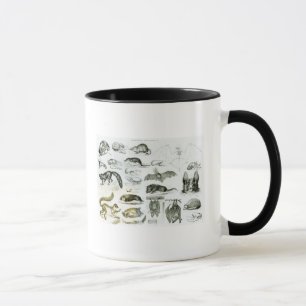 Cheiroptera, Insectivora Tasse