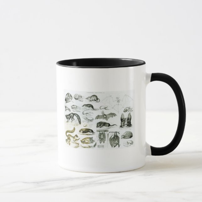 Cheiroptera, Insectivora Tasse (Rechts)