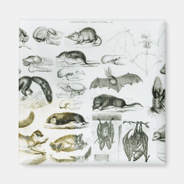 Cheiroptera, Insektivora Magnet (Vorne)