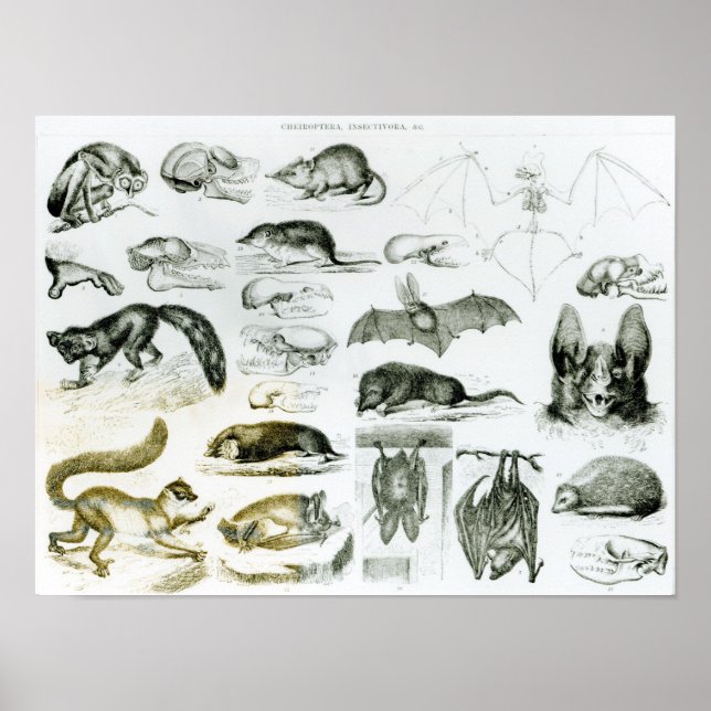 Cheiroptera, Insektivora Poster (Vorne)