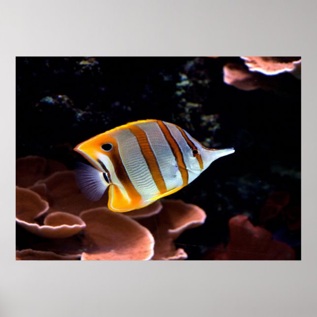 Chelmon rostratus poster (Vorne)