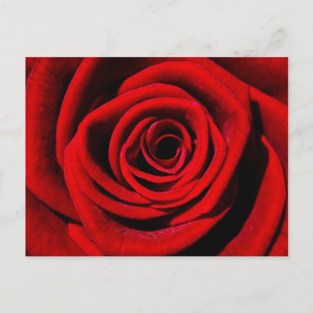 Cheries Geschenke Postkarte (Vorderseite)