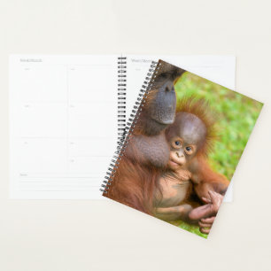 Cherished Orangutan Mother's Cuddle Planer