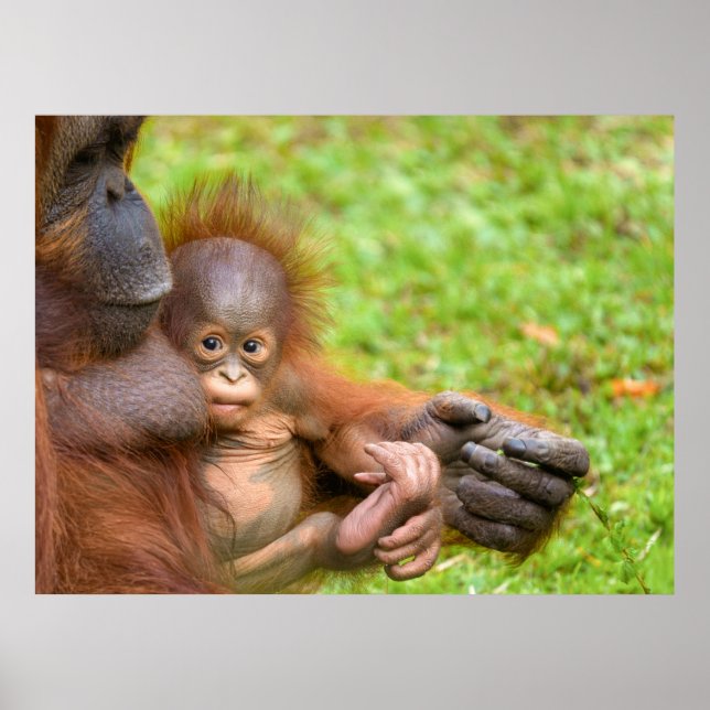 Cherished Orangutan Mother's Cuddle Poster (Vorne)