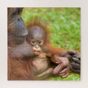 Cherished Orangutan Mother's Cuddle Puzzle