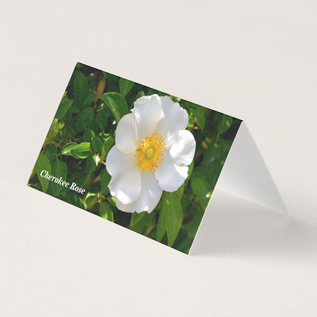 Cherokee Rose Blume Faltkarte (Vorderseite)