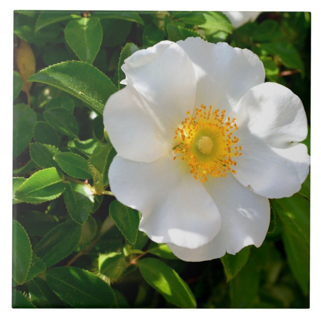 Cherokee Rose Blume  Fliese (Vorderseite)