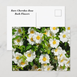 Cherokee-Rose-Blume Postkarte