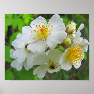 Cherokee Rose Foto Poster