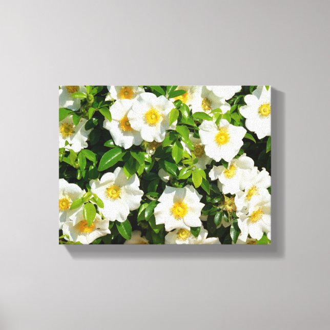 Cherokee Rose im Garten Leinwanddruck (Vorderseite)