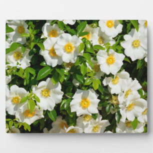 Cherokee Rose Offiziell Staat Blume Georgia, USA Fotoplatte