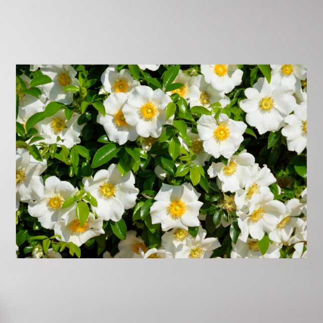 Cherokee Rose Poster (Vorne)