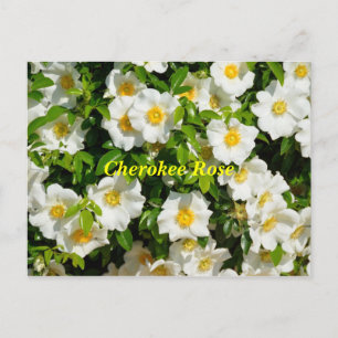 Cherokee Rose Postkarte
