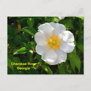 Cherokee-Rose, Staatsblume von Georgia Postkarte