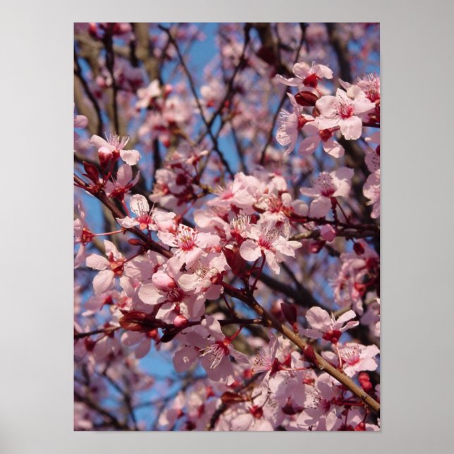 Cherries Jubilee (1) Poster (Vorne)