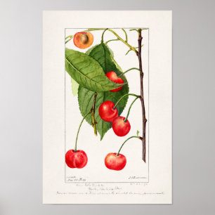 Cherries (Prunus Avium) Fruit Watercolor Painting Poster