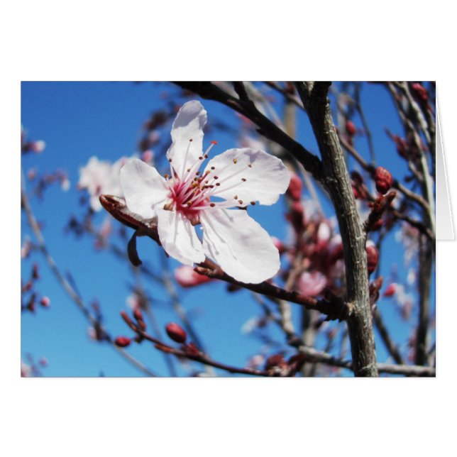 Cherry Blossom 2 (Vorderseite (Horizontal))