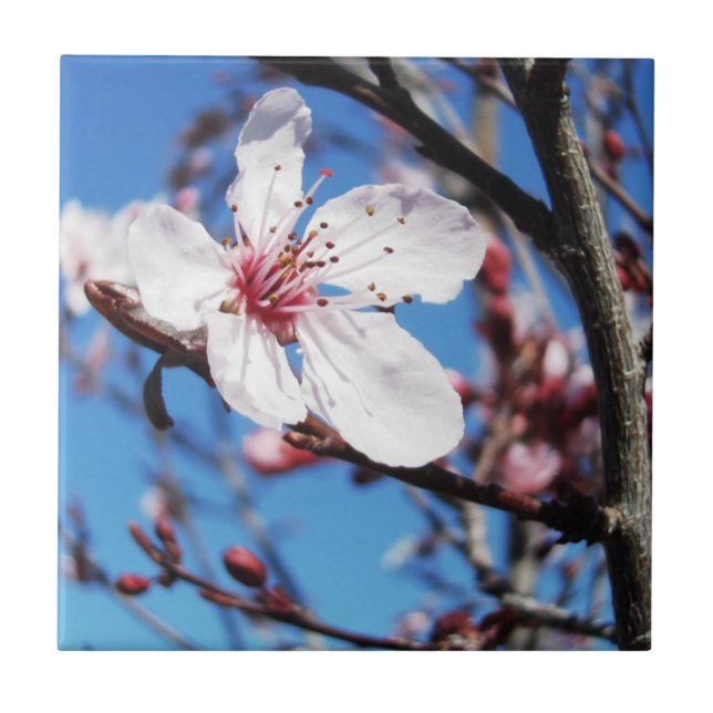 Cherry Blossom 2 Fliese (Vorderseite)