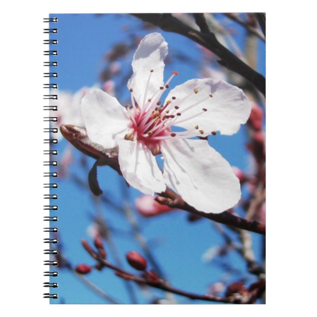 Cherry Blossom 2 Notizblock (Vorderseite)