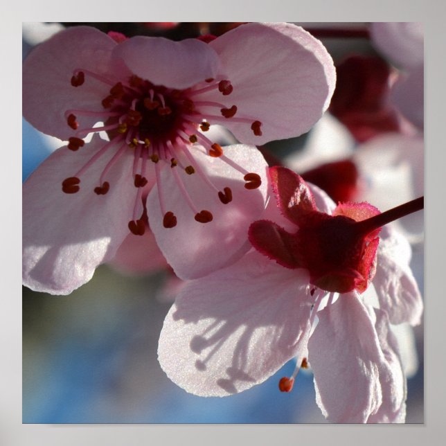 Cherry Blossom Blume Makrofotografie Poster (Vorne)