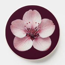 Cherry Blossom Blume