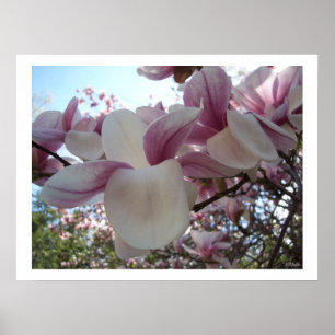 Cherry Blossom Blume Poster