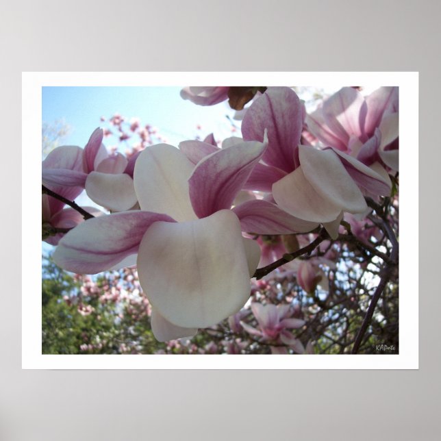 Cherry Blossom Blume Poster (Vorne)