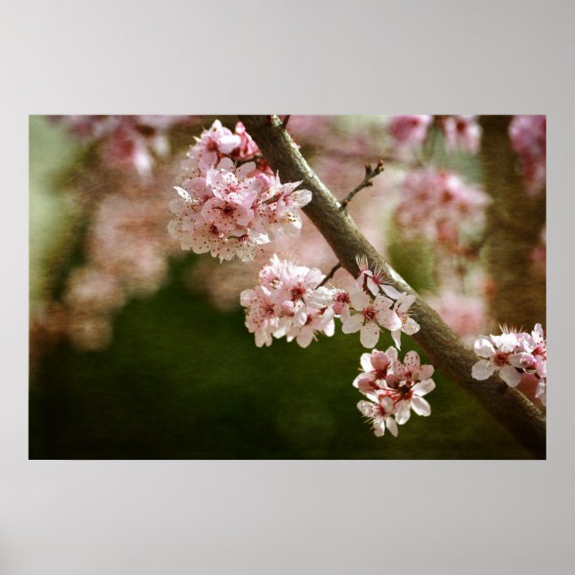 Cherry Blossom Blume Poster (Vorne)