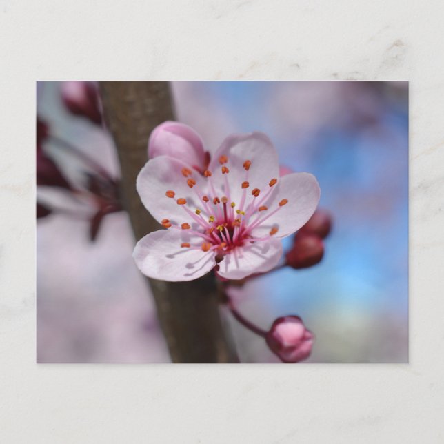 Cherry Blossom Blume Postkarte (Vorderseite)