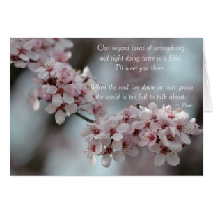 Cherry Blossom Blütentoleranz