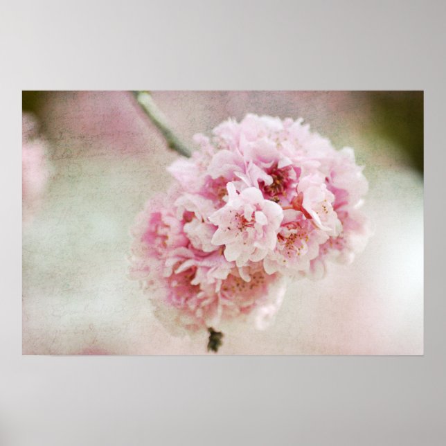 Cherry Blossom Botanical Poster (Vorne)
