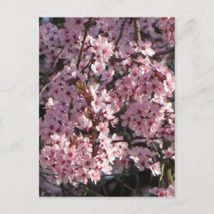 Cherry Blossom Bundle Postkarte