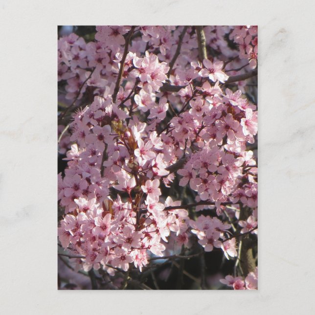 Cherry Blossom Bundle Postkarte (Vorderseite)