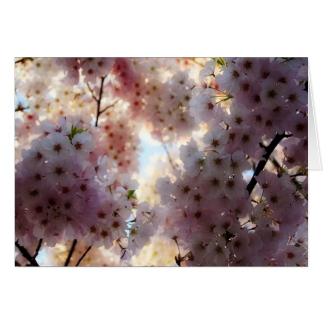 Cherry Blossom Card (Vorderseite (Horizontal))